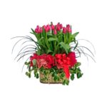 20 Tulipanes, tierno corazón de Madre
