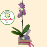 🤩Orquídeas: Joyas de la Naturaleza🍷